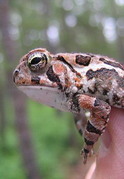 Bufo fowleri