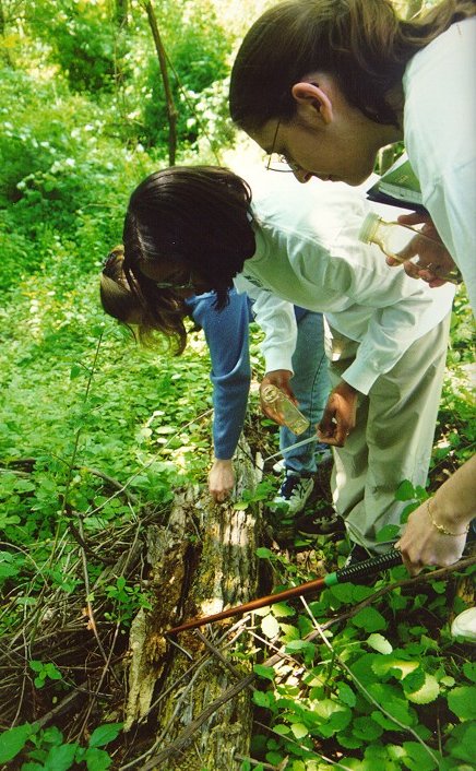 under a log