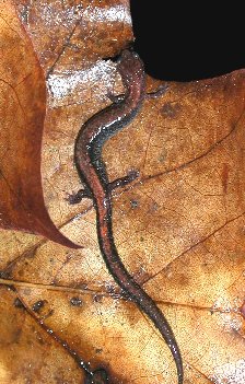 Plethodon cinereus