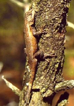 Sceloporus undulatus